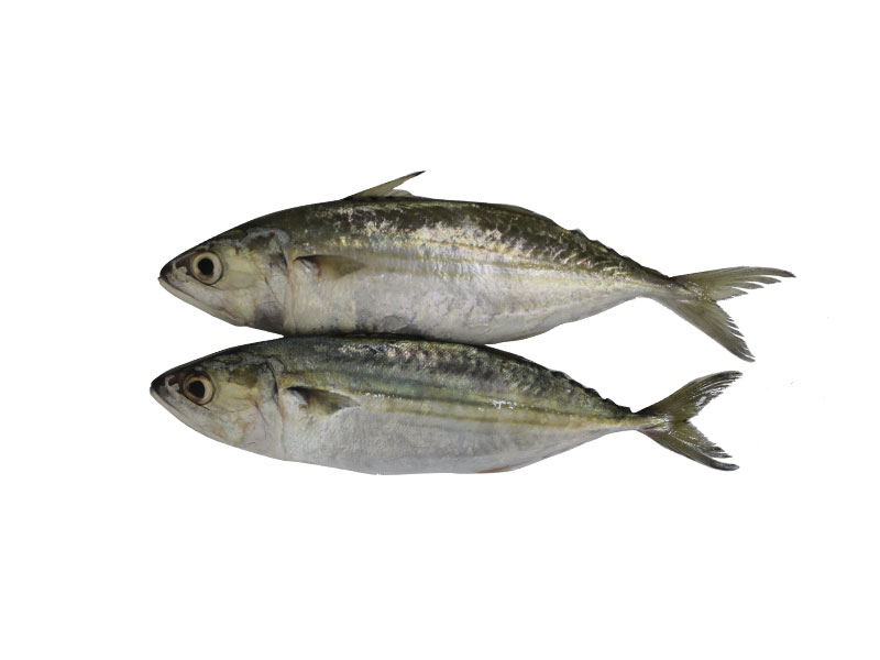 Arabind FRESH buy fish and meat online